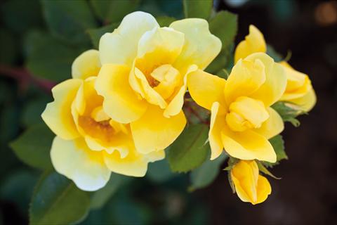 Photo de variété de fleurs à utiliser comme: Plante à massif/ plante de bordure Rosa paesaggistica Sunny Knock Out®