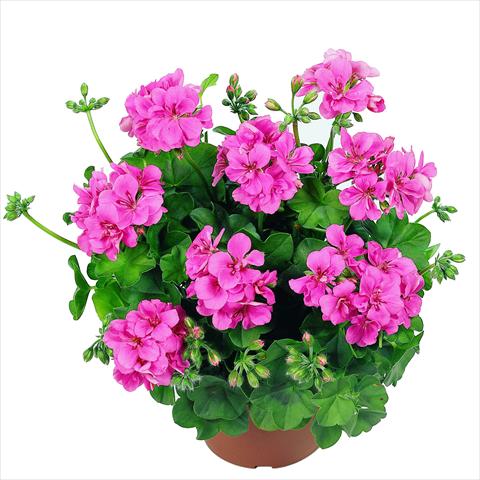 Photo de variété de fleurs à utiliser comme: Pot Pelargonium peltatum RED FOX Atlantic Hot Pink
