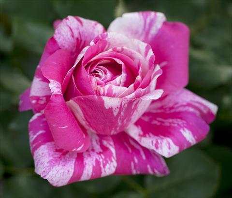Photo de variété de fleurs à utiliser comme: Plante à massif/ plante de bordure Rosa rampicante Ines Sastre®