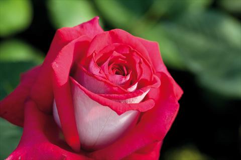 Photo de variété de fleurs à utiliser comme: Plante à massif/ plante de bordure Rosa Tea Monica Bellucci®