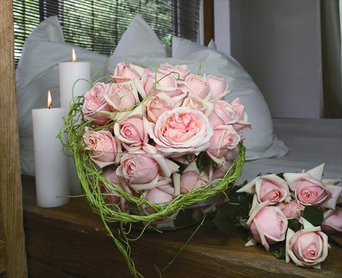 Photo de variété de fleurs à utiliser comme: Pot et Plante à massif Rosa Tea Aphrodite®