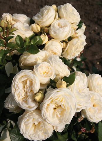 Photo de variété de fleurs à utiliser comme: Plante à massif/ plante de bordure Rosa Tea Artemis®