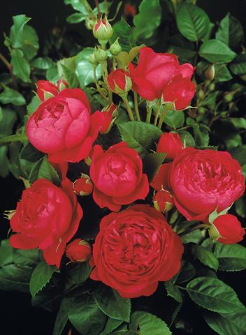 Photo de variété de fleurs à utiliser comme: Plante à massif/ plante de bordure Rosa Tea Ascot®