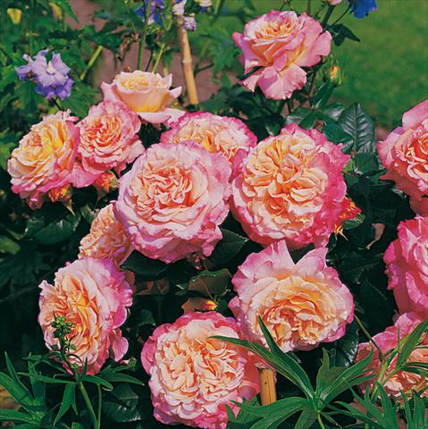 Photo de variété de fleurs à utiliser comme: Plante à massif/ plante de bordure Rosa Tea Augusta Luise®