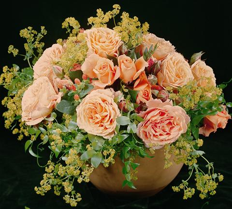 Photo de variété de fleurs à utiliser comme: Plante à massif/ plante de bordure Rosa Tea Belvedere®