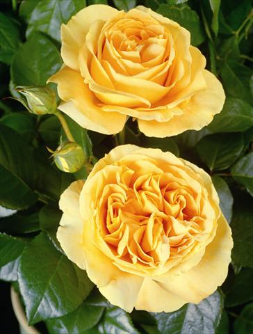 Photo de variété de fleurs à utiliser comme: Plante à massif/ plante de bordure Rosa Tea Candlelight®