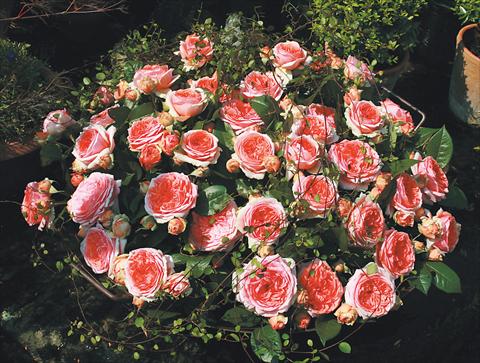 Photo de variété de fleurs à utiliser comme: Plante à massif/ plante de bordure Rosa Tea Chippendale®