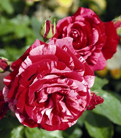 Photo de variété de fleurs à utiliser comme: Plante à massif/ plante de bordure Rosa floribunda Deep Impression®
