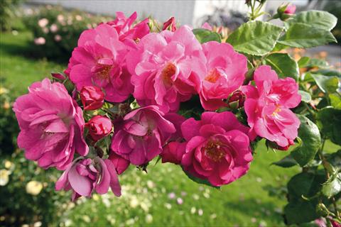 Photo de variété de fleurs à utiliser comme: Plante à massif/ plante de bordure Rosa Tea Global Water®