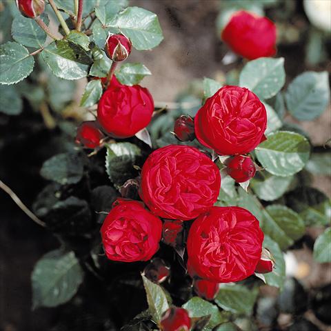 Photo de variété de fleurs à utiliser comme: Plante à massif/ plante de bordure Rosa Tea Piano®