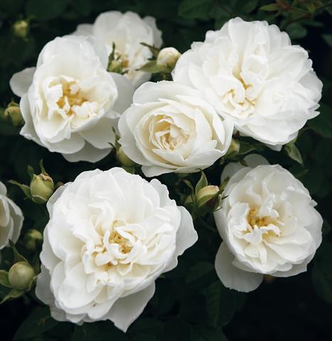 Photo de variété de fleurs à utiliser comme: Pot, Plante à massif, patio Rosa Tea White Babyflor®