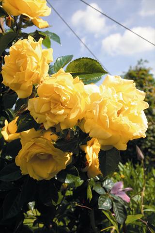 Photo de variété de fleurs à utiliser comme: Plante à massif/ plante de bordure Rosa rampicante Dukat®