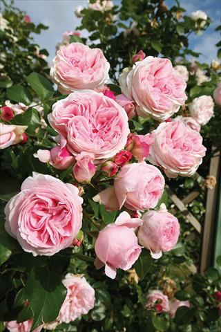 Photo de variété de fleurs à utiliser comme: Plante à massif/ plante de bordure Rosa rampicante Giardina®