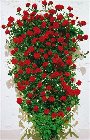 Photo de variété de fleurs à utiliser comme: Plante à massif/ plante de bordure Rosa rampicante Santana®