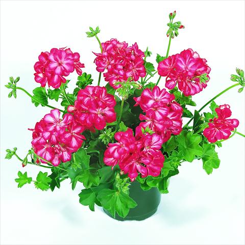 Photo de variété de fleurs à utiliser comme: Suspension / pot Pelargonium peltatum RED FOX Pacific Bright Red Star