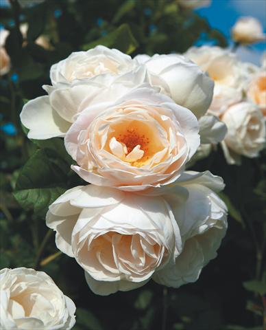 Photo de variété de fleurs à utiliser comme: Plante à massif/ plante de bordure Rosa rampicante Uetersener Klosterrose®