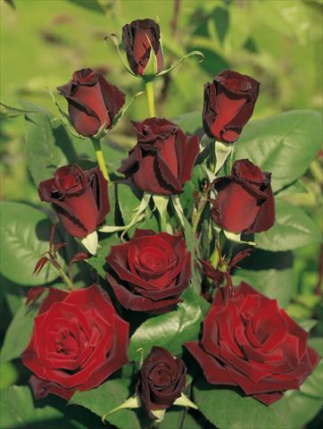 Photo de variété de fleurs à utiliser comme: Plante à massif/ plante de bordure Rosa Tea Barkarole®