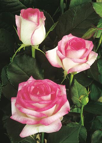 Photo de variété de fleurs à utiliser comme: Plante à massif/ plante de bordure Rosa Tea Biedermeier Garden®