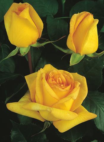 Photo de variété de fleurs à utiliser comme: Plante à massif/ plante de bordure Rosa Tea Golden Tower®