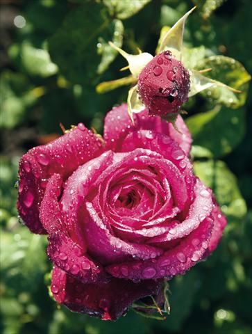 Photo de variété de fleurs à utiliser comme: Plante à massif/ plante de bordure Rosa Tea Johann Wolfgang von Goethe Rose®