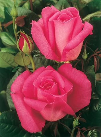 Photo de variété de fleurs à utiliser comme: Plante à massif/ plante de bordure Rosa Tea Lady Like®