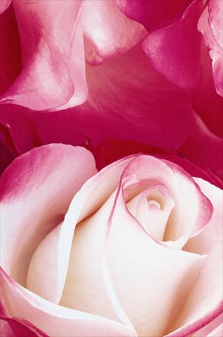 Photo de variété de fleurs à utiliser comme: Plante à massif/ plante de bordure Rosa Tea Nostalgie®