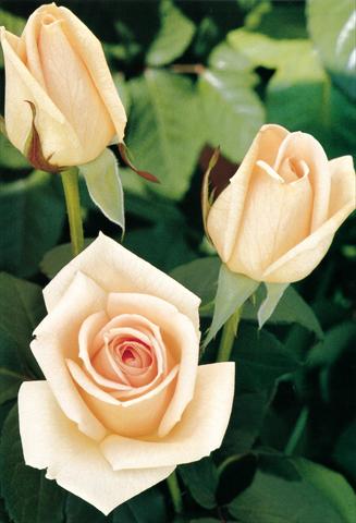 Photo de variété de fleurs à utiliser comme: Plante à massif/ plante de bordure Rosa Tea Osiana®