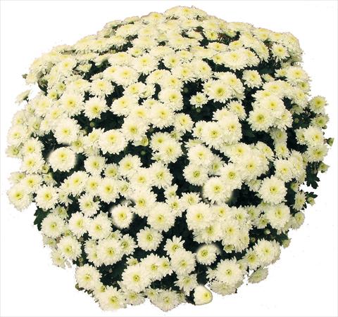 Photo de variété de fleurs à utiliser comme: Pot et Plante à massif Chrysanthemum Belle Des Neiges