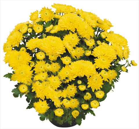 Photo de variété de fleurs à utiliser comme: Pot et Plante à massif Chrysanthemum Chama Giallo®