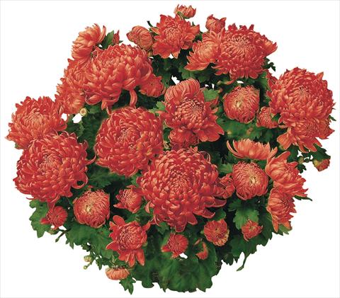 Photo de variété de fleurs à utiliser comme: Pot et Plante à massif Chrysanthemum Chama Rouge®