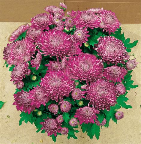 Photo de variété de fleurs à utiliser comme: Pot et Plante à massif Chrysanthemum Chama Violet®