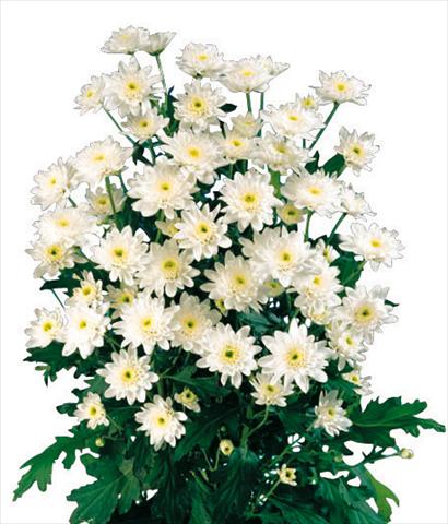 Photo de variété de fleurs à utiliser comme: Pot et Plante à massif Chrysanthemum Euro