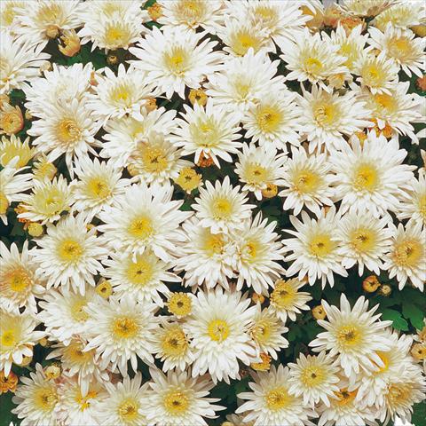 Photo de variété de fleurs à utiliser comme: Pot et Plante à massif Chrysanthemum Mme Nicole Falce Blanc®