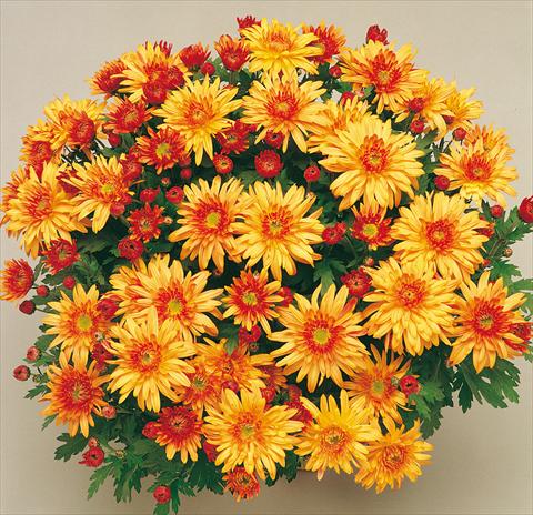 Photo de variété de fleurs à utiliser comme: Pot et Plante à massif Chrysanthemum Mme Nicole Falce Cuivre®