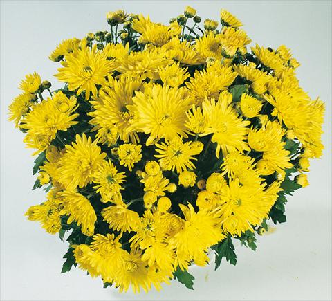 Photo de variété de fleurs à utiliser comme: Pot et Plante à massif Chrysanthemum Mme Nicole Falce Jaune®