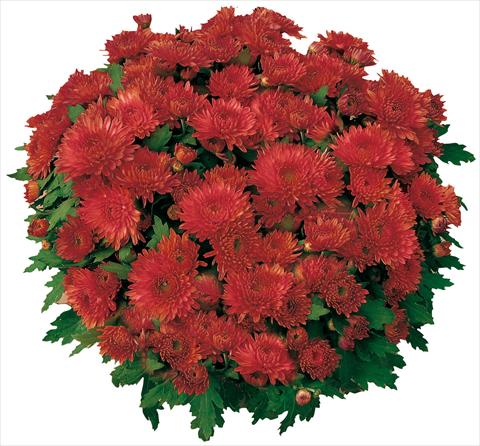 Photo de variété de fleurs à utiliser comme: Pot et Plante à massif Chrysanthemum Mme Nicole Falce Rouge®