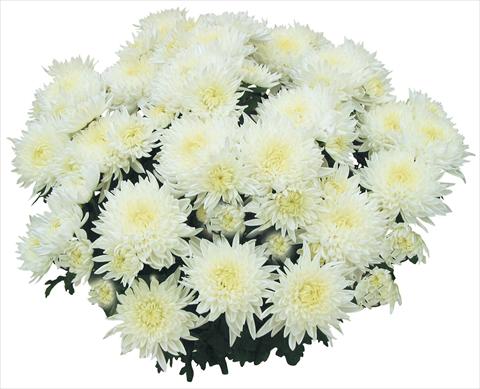 Photo de variété de fleurs à utiliser comme: Pot et Plante à massif Chrysanthemum Tarquinia Bianco