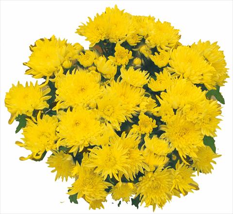 Photo de variété de fleurs à utiliser comme: Pot et Plante à massif Chrysanthemum Tarquinia Giallo