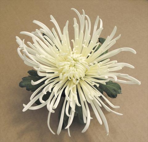 Photo de variété de fleurs à utiliser comme: Pot et Plante à massif Chrysanthemum Veneri Bianco