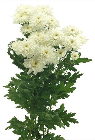 Photo de variété de fleurs à utiliser comme: Pot et Plante à massif Chrysanthemum Zembla
