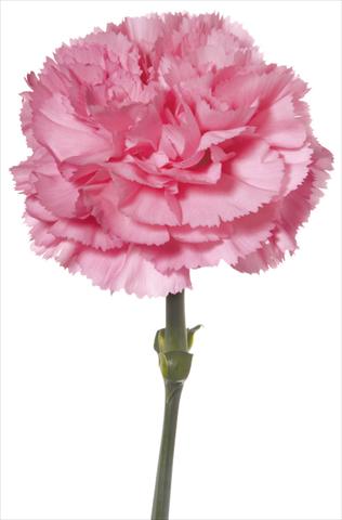 Photo de variété de fleurs à utiliser comme: Fleur coupée Dianthus caryophyllus Canaletto