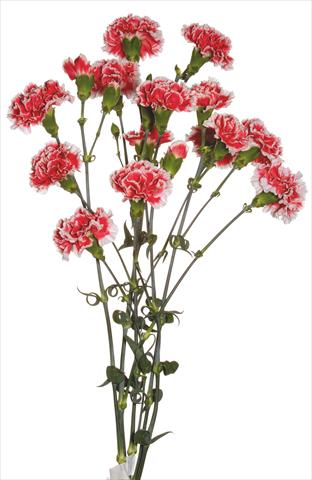 Photo de variété de fleurs à utiliser comme: Fleur coupée Dianthus caryophyllus Kabul