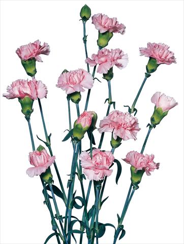 Photo de variété de fleurs à utiliser comme: Fleur coupée Dianthus caryophyllus Rondine