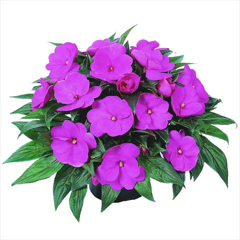 Photo de variété de fleurs à utiliser comme: Plante à massif, pot ou Suspension Impatiens N. Guinea RED FOX Petticoat Lavender