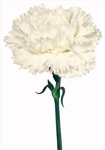 Photo de variété de fleurs à utiliser comme: Fleur coupée Dianthus caryophyllus Special