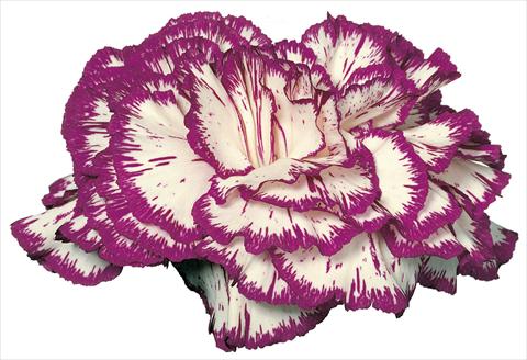 Photo de variété de fleurs à utiliser comme: Fleur coupée Dianthus caryophyllus Tico Tico
