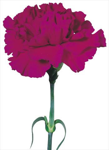 Photo de variété de fleurs à utiliser comme: Fleur coupée Dianthus caryophyllus Tico Tico Viola