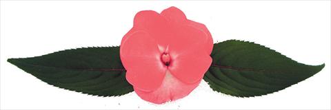 Photo de variété de fleurs à utiliser comme: Pot et Plante à massif Impatiens N. Guinea Galaxy® Cygnus