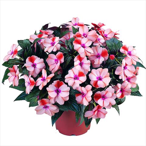 Photo de variété de fleurs à utiliser comme: Plante à massif, pot ou Suspension Impatiens N. Guinea RED FOX Petticoat Orange Star