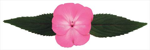 Photo de variété de fleurs à utiliser comme: Pot et Plante à massif Impatiens N. Guinea Galaxy® Norma